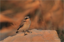 <p>BĚLOŘIT ŠEDÝ (Oenanthe oenanthe) Řecko - Kréta ---- /Northern wheatear - Steinschmätzer/</p>